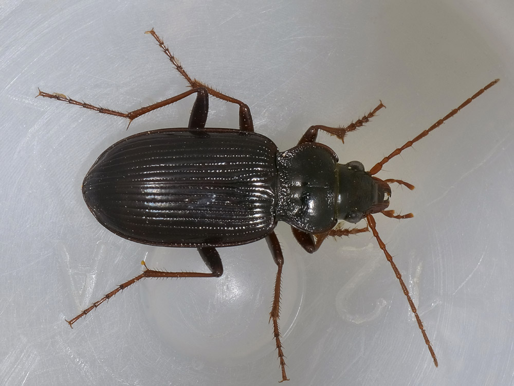 Due Nebria brevicollis